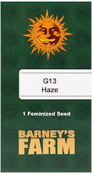 Barneys G13 Haze - 1 seed