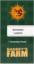 Barneys Farm - Amnesia Lemon - 1 seed