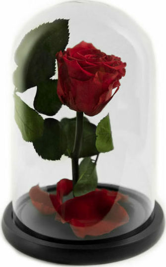 Пантотино Роза Red Passion в Гяла Aleiferopoulos Flowers Пантотино Роза Red Passion в Гяла Aleiferopoulos Flowers