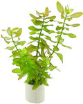 Tropica Bacopa Caroliana Bunched