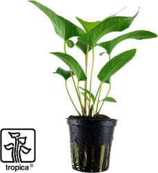 Tropica Anubias Gracilis Живо Аквариумно Растение 101D Tropica Anubias Gracilis Живо Аквариумно Растение 101D