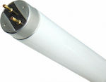 Fluorescent Lamp with Shape T8 36W