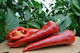 HM.Clause Seeds Peppers Florina Green 180gr/1000pcs