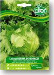 Lettuce Iceberg Regina Dei Ghiacci Seed | 1 pcs