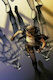 Star Wars Doctor Aphra, Bd. 5 Doktor Aphra 2016 #05