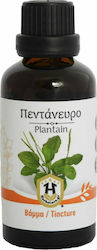 Herbstore Tincture Plantain Tincture 50ml