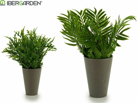 Paradiesvogel in Topfpflanze 25cm Ibergarden