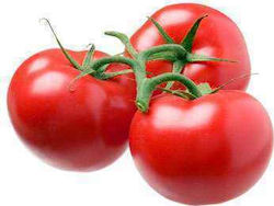 Hazera Belladona F1 Seeds Tomatoς 1000pcs