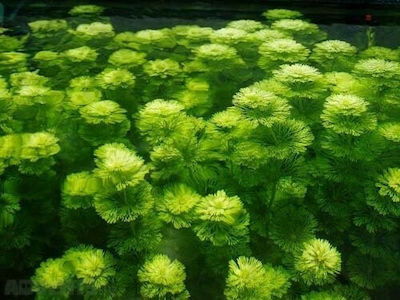 Misirlis Aquarium Limnophila Sessiliflora Plantă acvatică vie Limnophila 10775