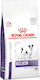 Royal Canin Veterinary Dental Small Dogs 1.5kg Dry Food for Adult Dogs of Small Breeds with Corn, Poultry and Rice