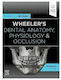 Wheeler's Dental Anatomy, Physiology and Occlusion