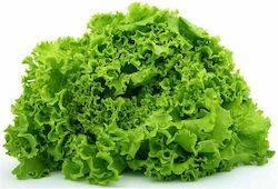 Frisole curly lettuce 5000 seeds can