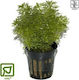 Tropica Lebende Aquariumspflanze Limnophila 047