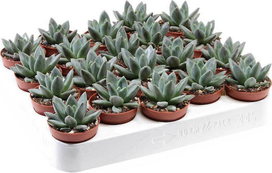 Echeveria Hookeri 5.5cm