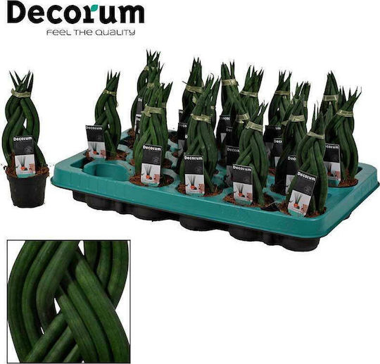 Sansevieria Braid 6cm
