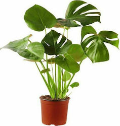 Agrosmart Monstera Ύψους 80бр