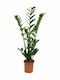 Succulent Zamioculcas Zamiifolia Indoor Height 90cm