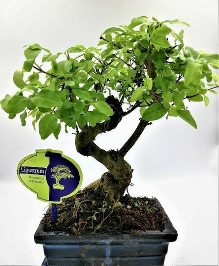 Φυτό Ligustrum Sinense