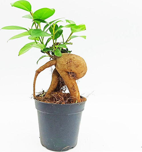Bonsai Ginseng Bonsai Ginseng