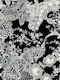 Decopatch Schwarze Spitze Papiere Decoupage Schwarzes 3Stück