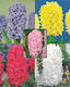 Gemma Zwiebeln Hyacinthus Mangekyō 5Stück