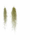 Airplant Tillandsia usneoides Εσωτερικού Χώρου Терариум