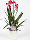 Airplants Ορχιδέα Burrageara Nelly Isler Orchideen Höhe 45cm
