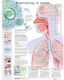 Ανατομικός Χάρτης: Κατανοώντας τη γρίπη