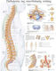 Ανατομικός Χάρτης: Παθολογία της Σπονδυλικής Στήλης
