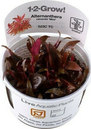 Tropica Alternanthera Reineckii Mini 1-2 Grow