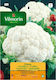 Vilmorin Snowball Seeds Cauliflower