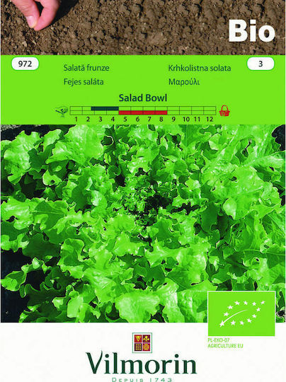 Vilmorin Seeds Lettuce Salad Bowl Organic Farming