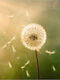 Chic Mic Moneyguard RFID-Kartenetui mit Diebstahlschutz Pusteblume