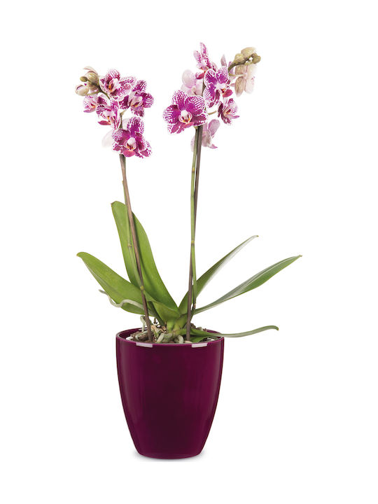 Scheurich Orchid-Pure Violet 620