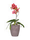 Scheurich Orchidee-Glas Malva 669