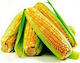 Geoponiki Sweet F1 Γλυκό Tasty Seeds Corn 50pcs