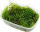Tropica Taxiphyllum Spiky Portion Live Aquarium Plant Taxiphyllum