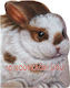 Good Morning Little Animals My Bunny Rabbit