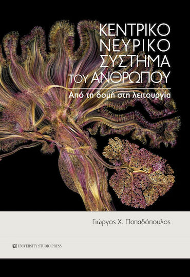 Κεντρικό Νευρικό Σύστημα του Ανθρώπου, Από τη Δομή στη Λειτουργία