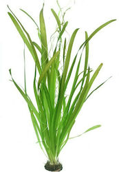 Dennerle Vallisneria Australis Gigantea Vallisneria Αmericana Live Aquarium Plant Australis