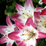 Lilium Fragrant Lollypop Packet of 2 Bulbs