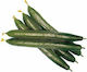 Aroseed Seeds Cucumber Bamboo