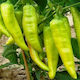 Geoponiki Seeds Peppers Horn 10pcs