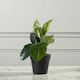 Plantă Artificială în Ghiveci Mic Ficus Lyrata Green 30cm Supergreens