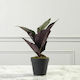 Künstliche Pflanze im Töpfchen Ficus Lyrata Grün 36cm Supergreens