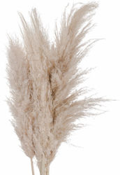 Τεχνητό Διακοσμητικό Κλαδί Pampas grass Μπεζ