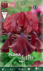 Gemma Iris Germanica Red 788864 Seeds Irisς