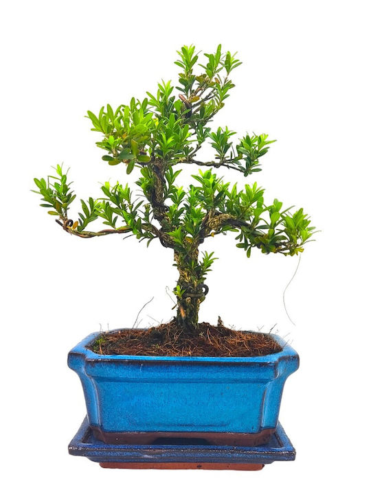 Μπονσάι Δεντράκι Buxus Harlandii