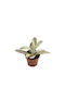 Kalanchoe Tomentosa 5.5cm
