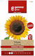 Gemma Seeds Sunflower Edible Yellow